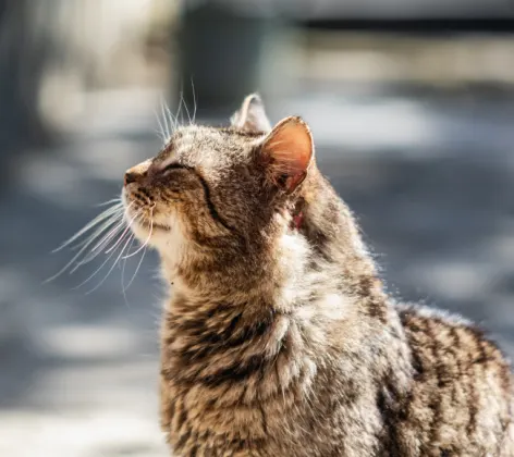 Cat sitting outdoors in the sun